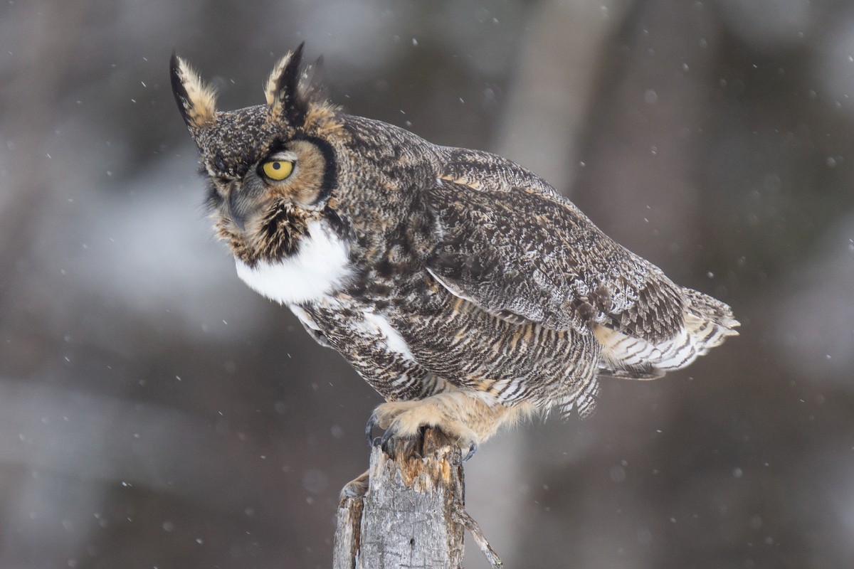 Great Horned Owl - ML475404961