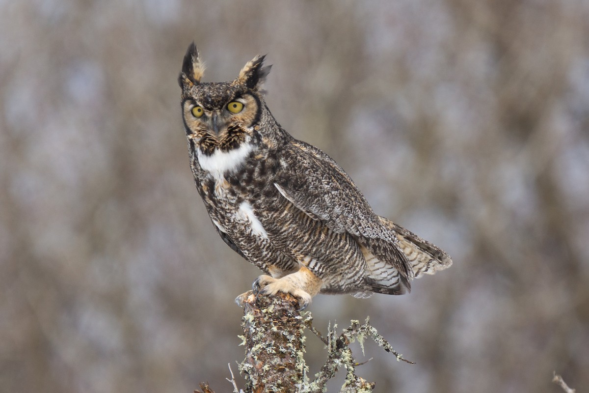 Great Horned Owl - David Turgeon