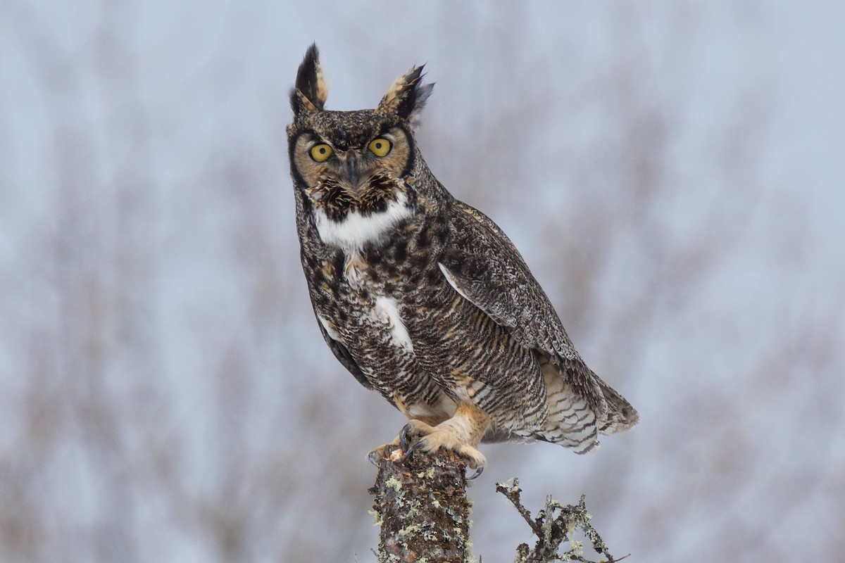 Great Horned Owl - ML475404991