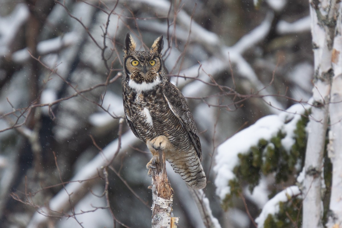 Great Horned Owl - ML475405001