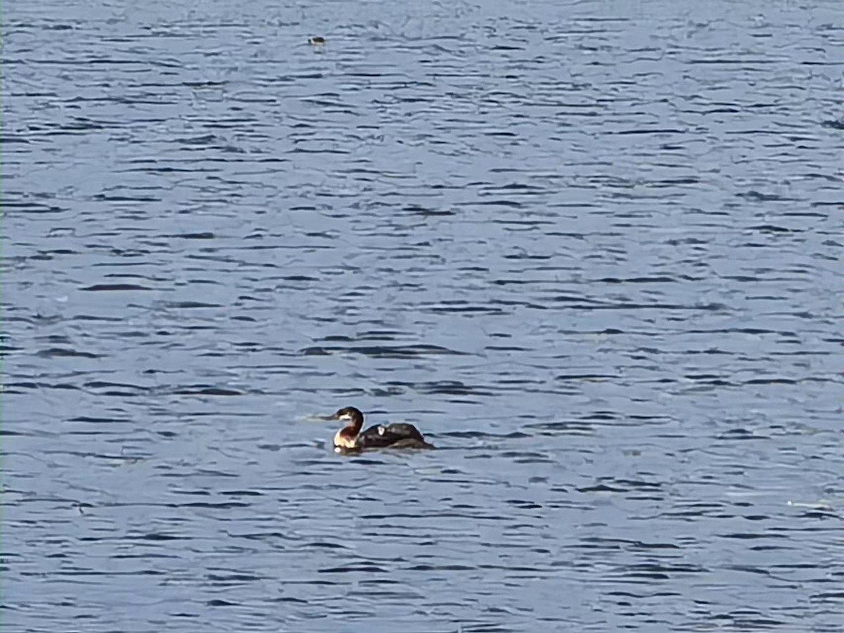 Red-necked Grebe - ML475407381