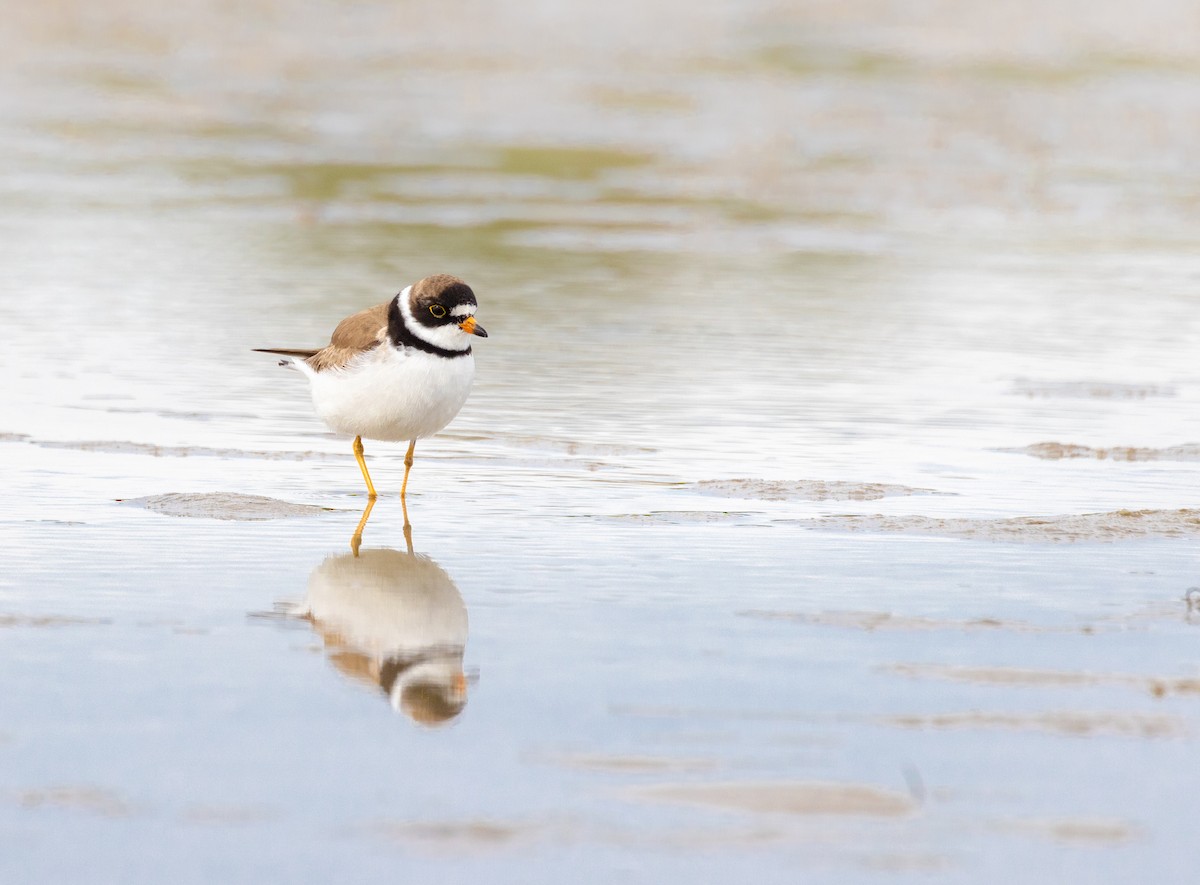 Semipalmated Plover - ML475407821