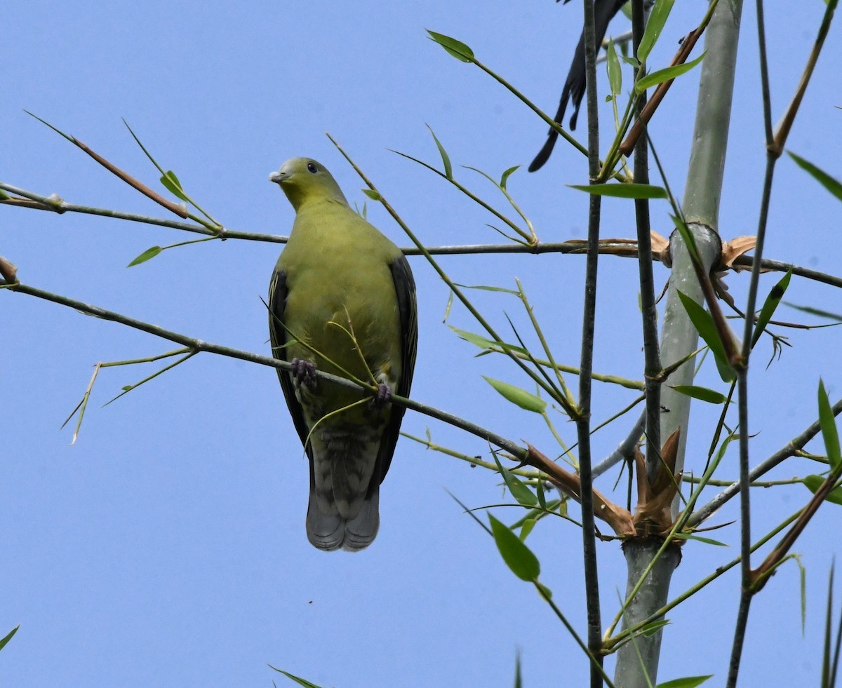 Gray-fronted Green-Pigeon - ML475410971