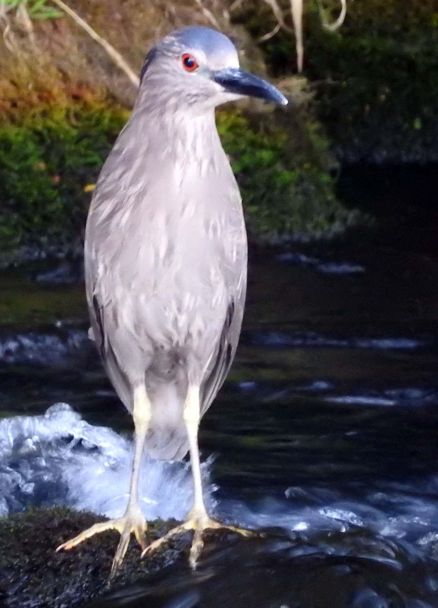 Black-crowned Night Heron - ML47541141