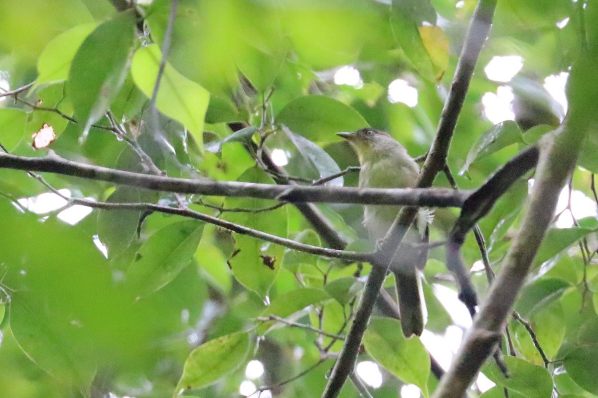 Black-crowned Babbler - ML475415461