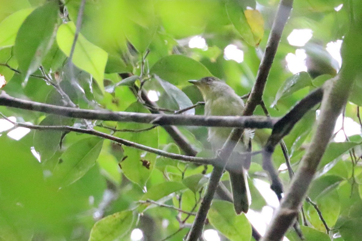 Black-crowned Babbler - ML475415501