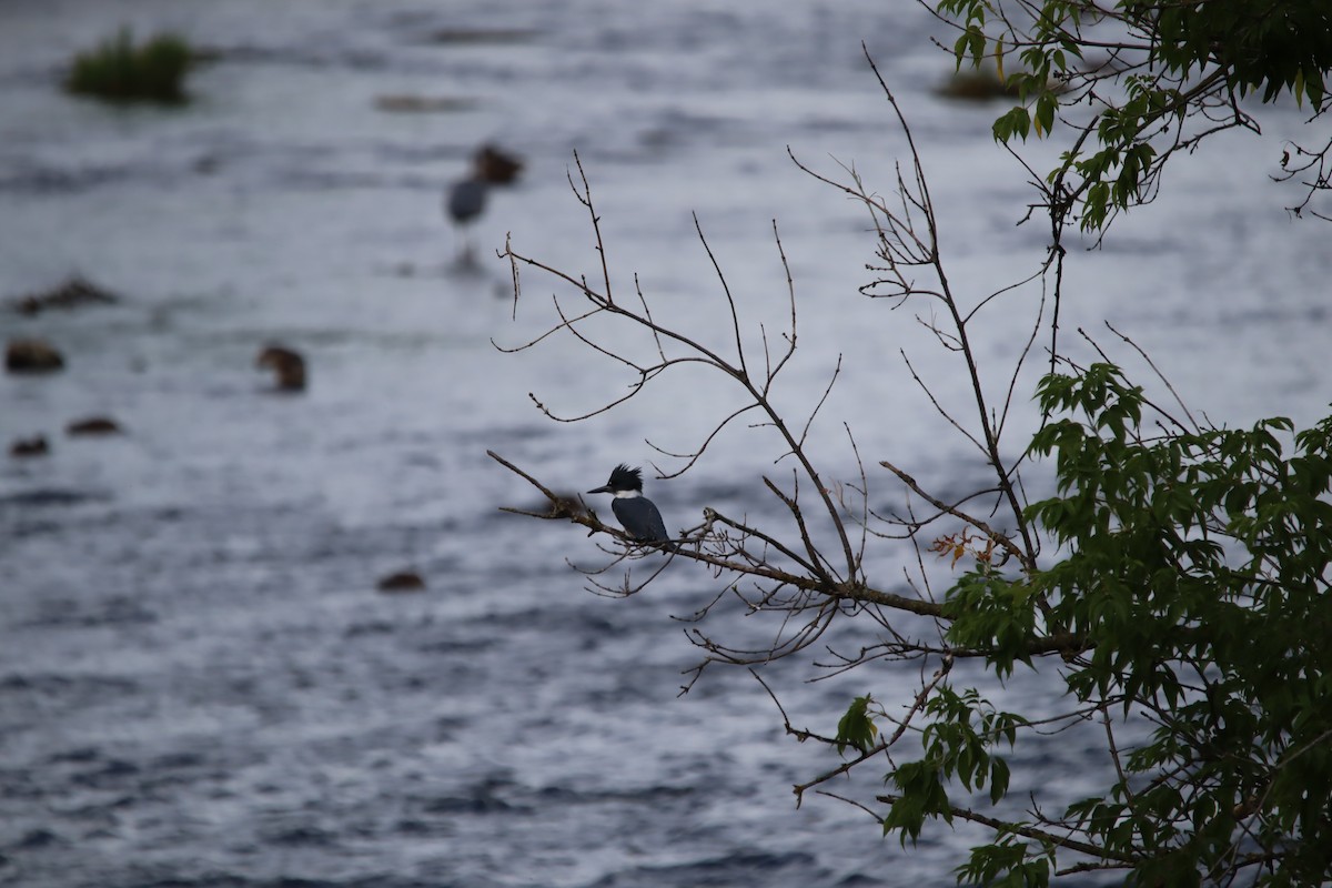 Belted Kingfisher - ML475416331