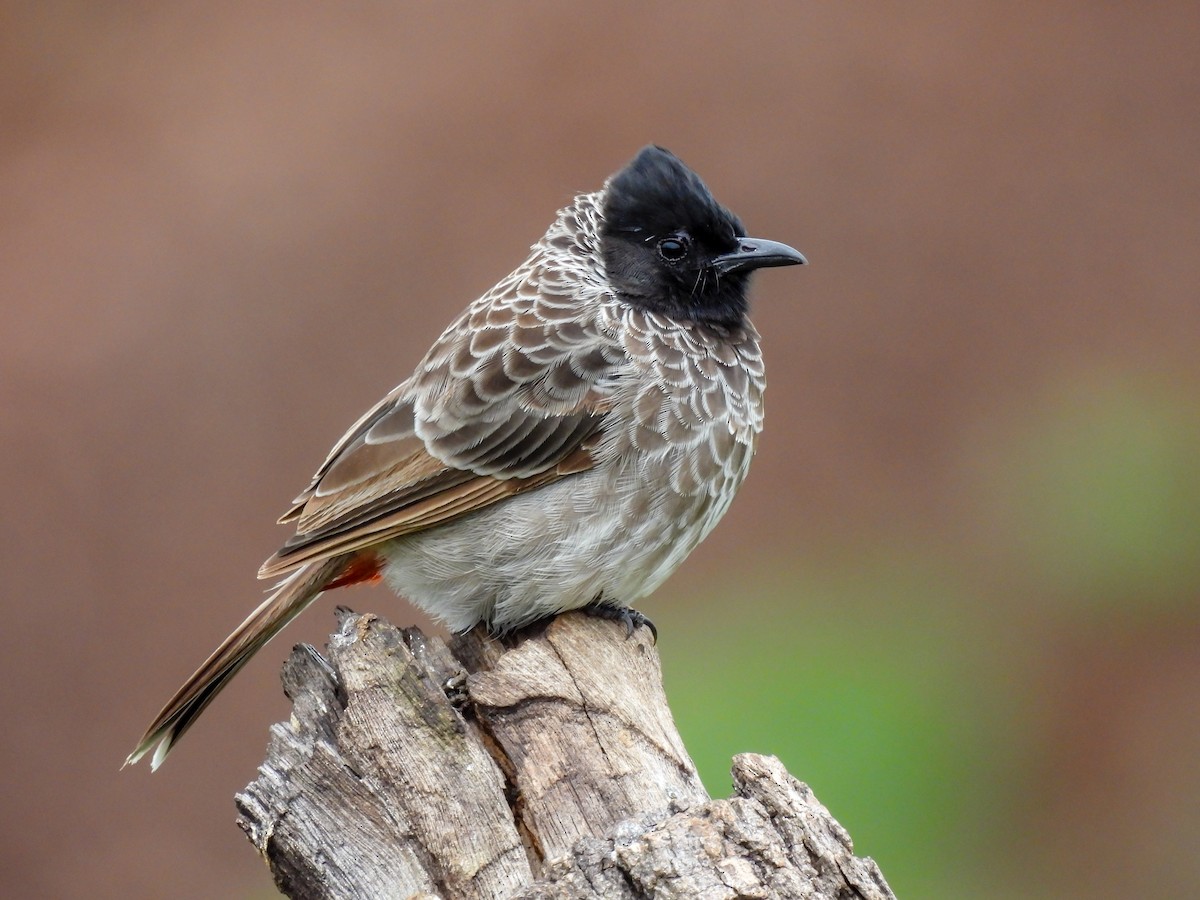 Red-vented Bulbul - ML475416931