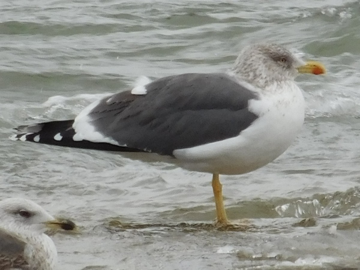 Lesser Black-backed Gull - ML47541781