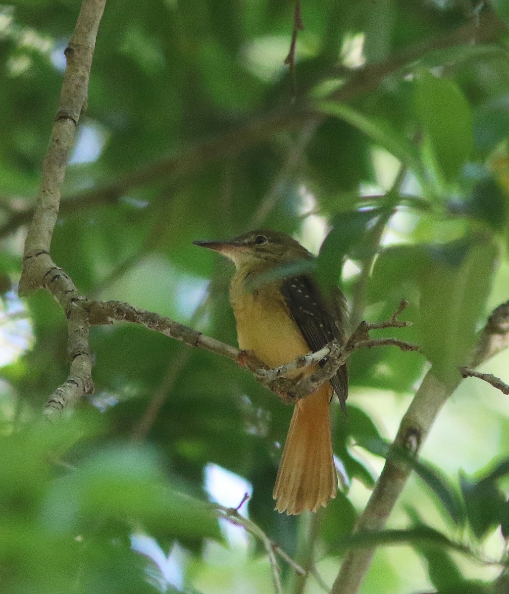 Tropical Royal Flycatcher (Northern) - ML475419211