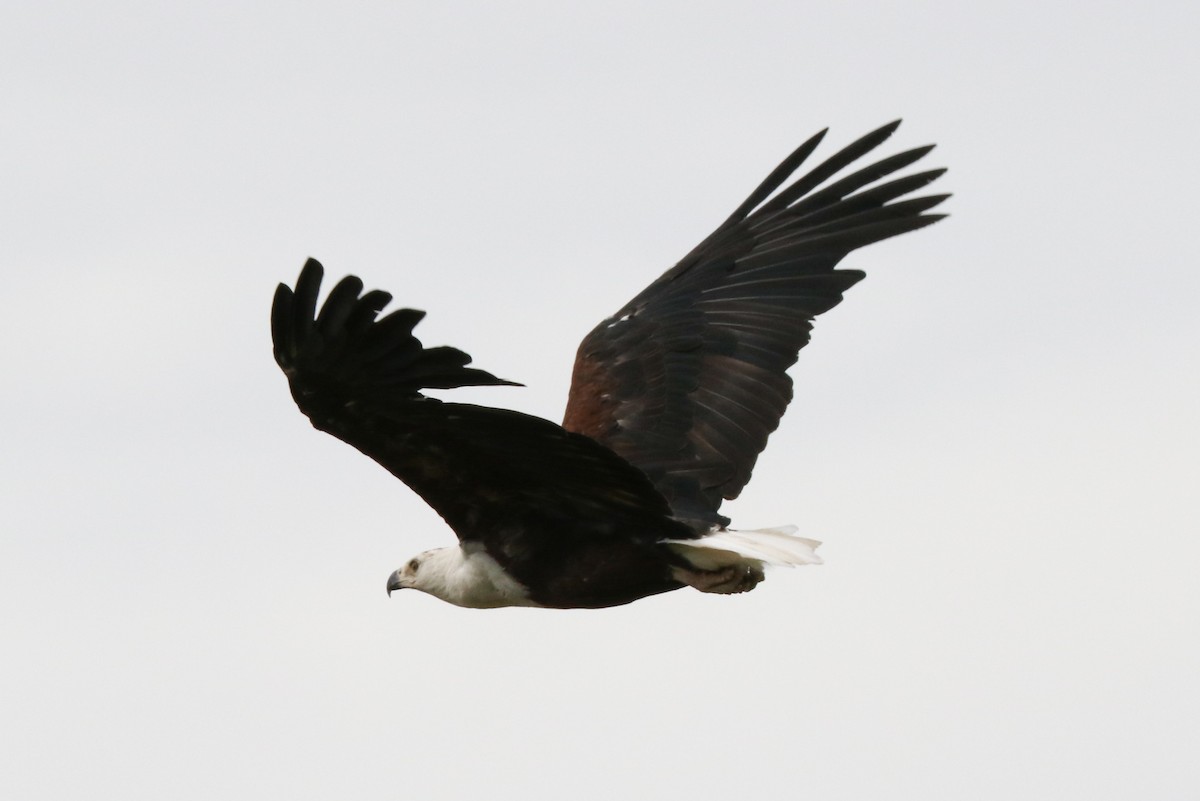 African Fish-Eagle - ML47542181