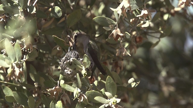 Costa's Hummingbird - ML475424