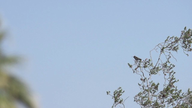 Costa's Hummingbird - ML475427