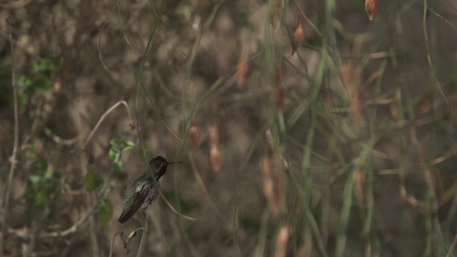 Costa's Hummingbird - ML475428