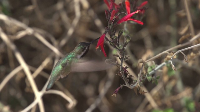 Costa's Hummingbird - ML475431