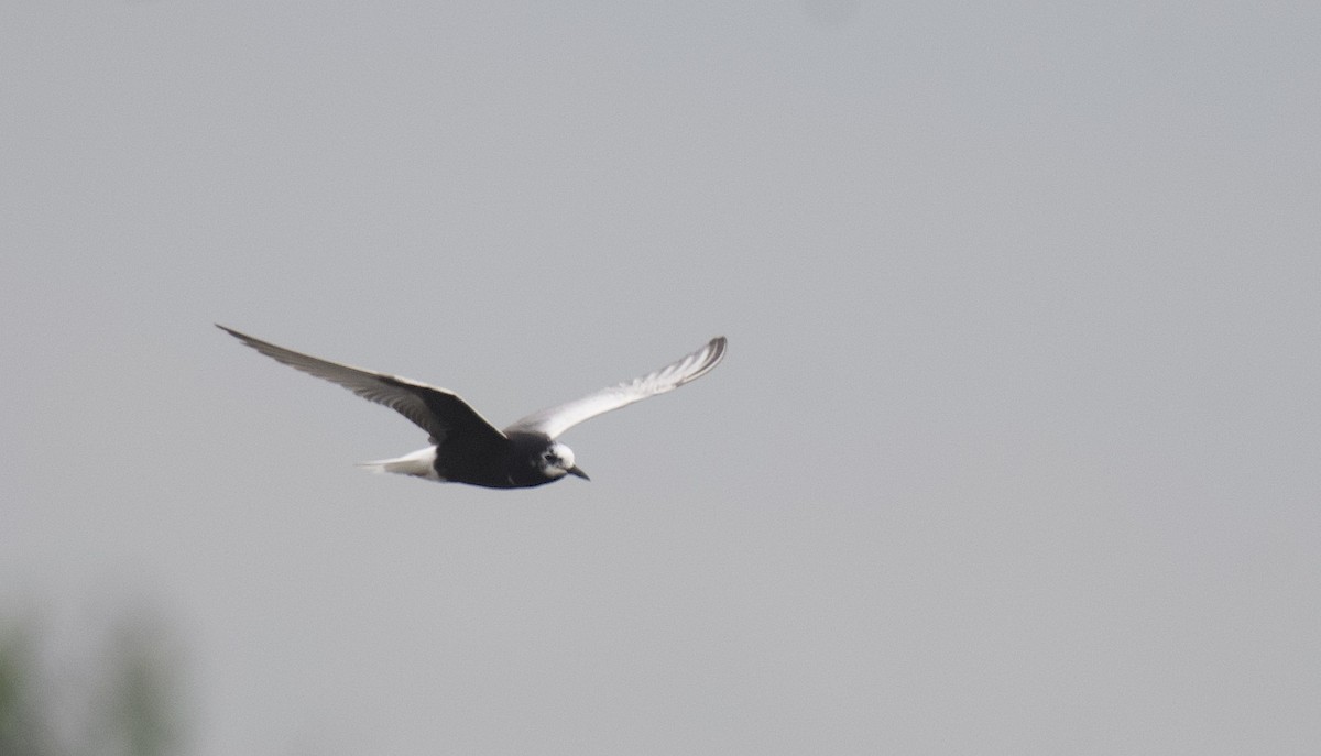 White-winged Tern - Mark  Menezes