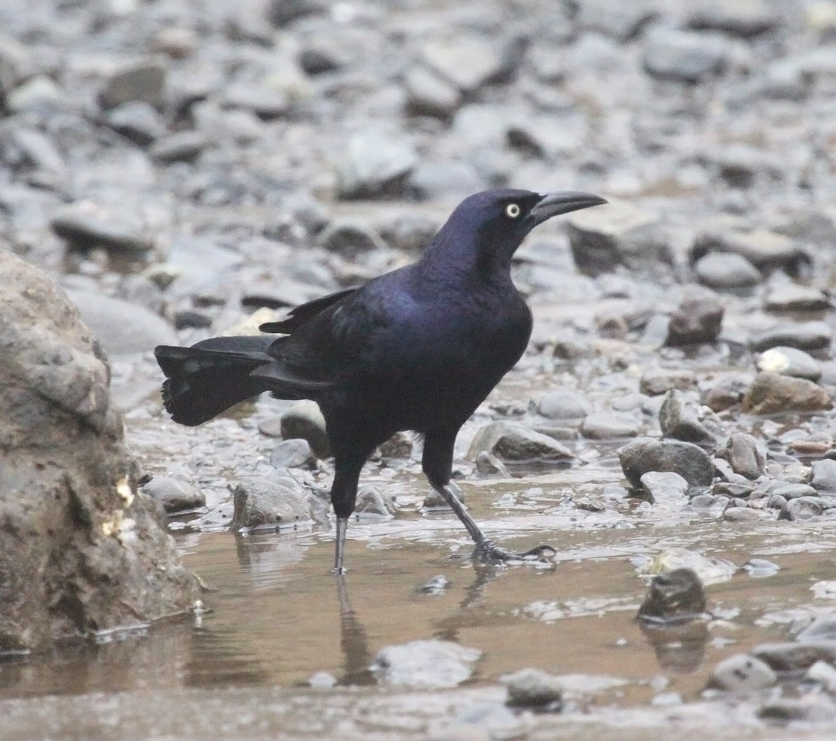 Great-tailed Grackle - ML475431901