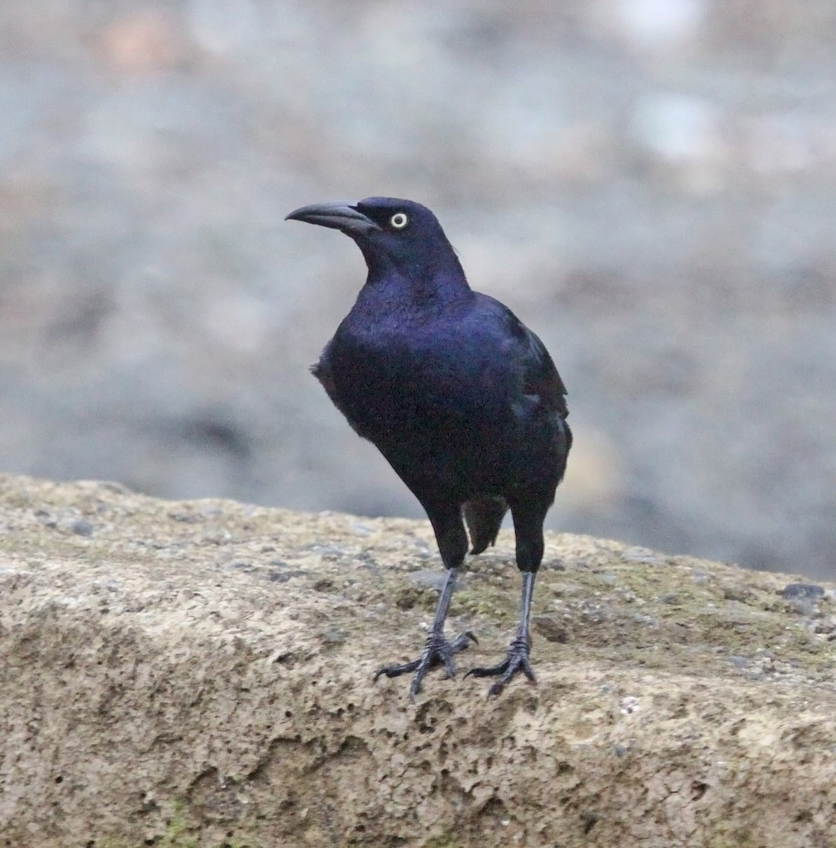 Great-tailed Grackle - ML475432351