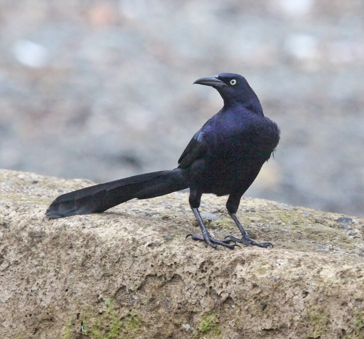 Great-tailed Grackle - ML475433101