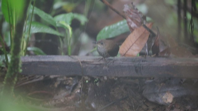 Scaly-breasted Wren - ML475433131