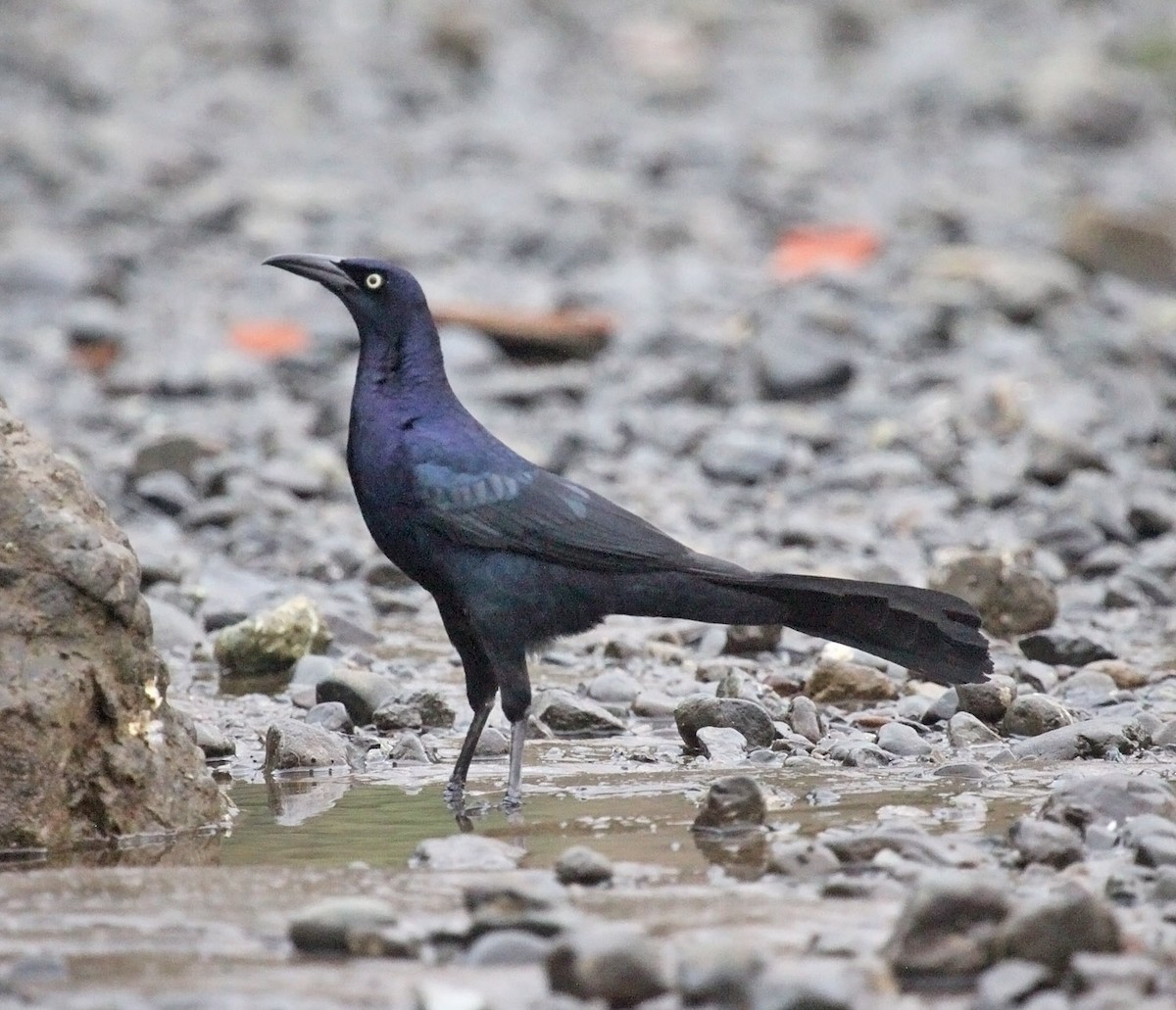 Great-tailed Grackle - ML475433891