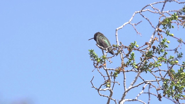 Costa's Hummingbird - ML475435