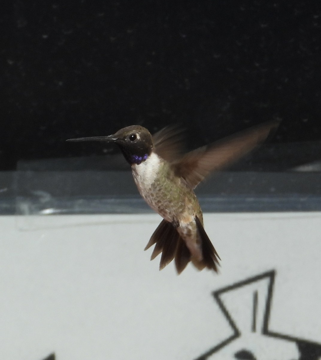 Black-chinned Hummingbird - ML475443771