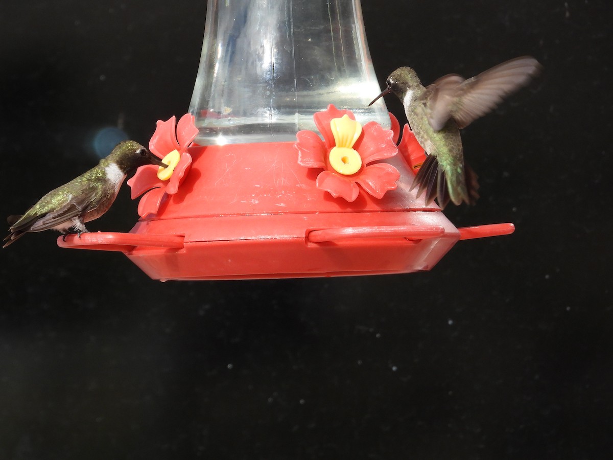 Black-chinned Hummingbird - ML475443811