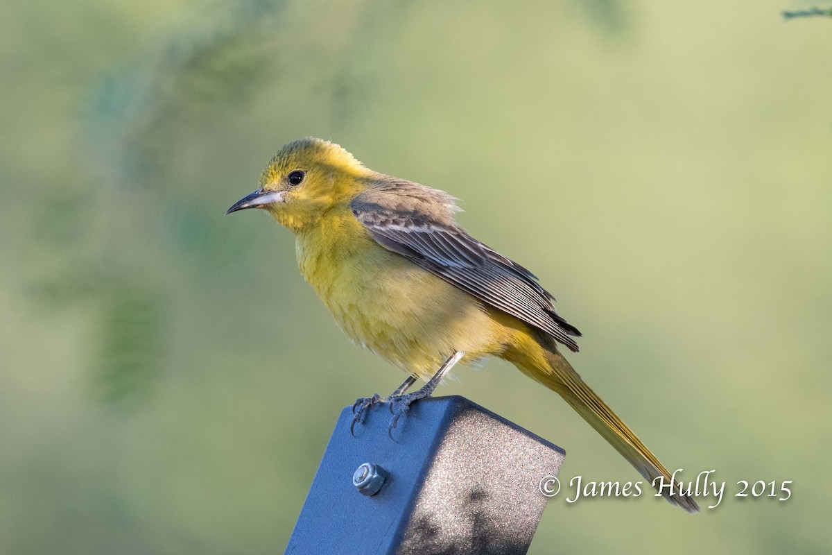 Hooded Oriole - Jim Hully
