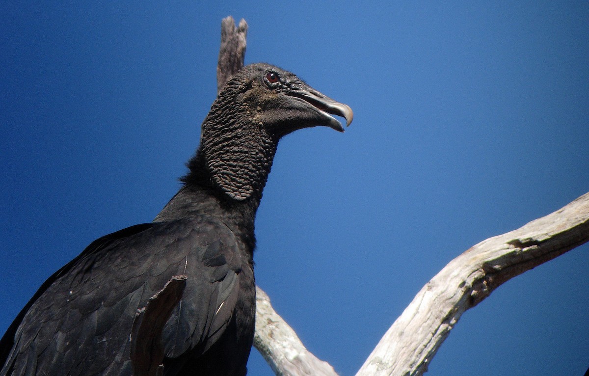 Black Vulture - ML47545001