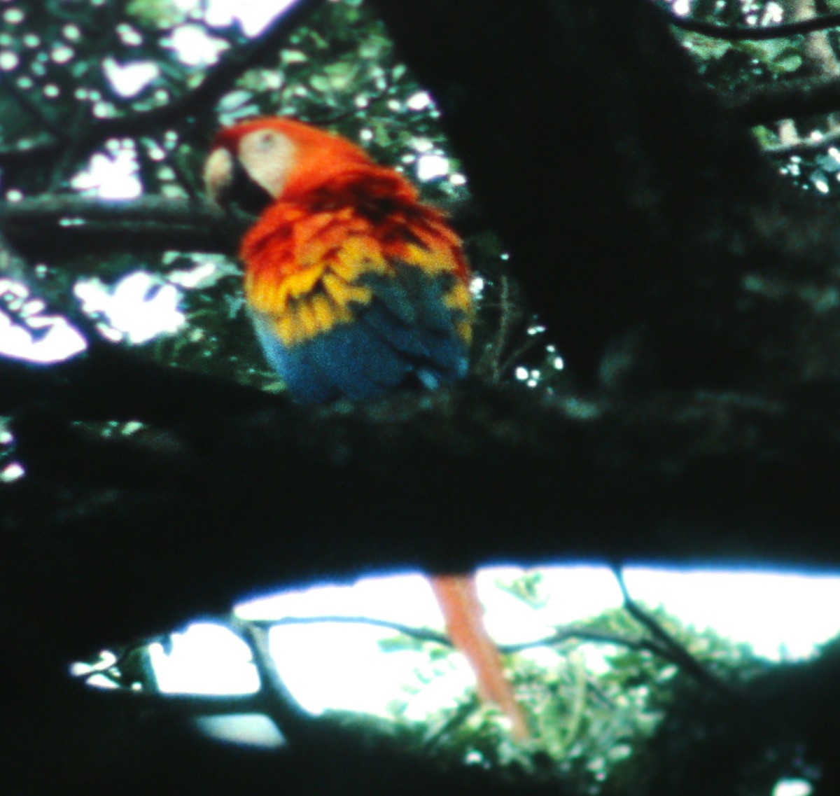 Scarlet Macaw - ML47545131