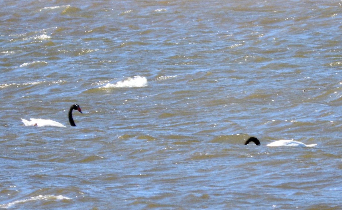 Black-necked Swan - ML47545171