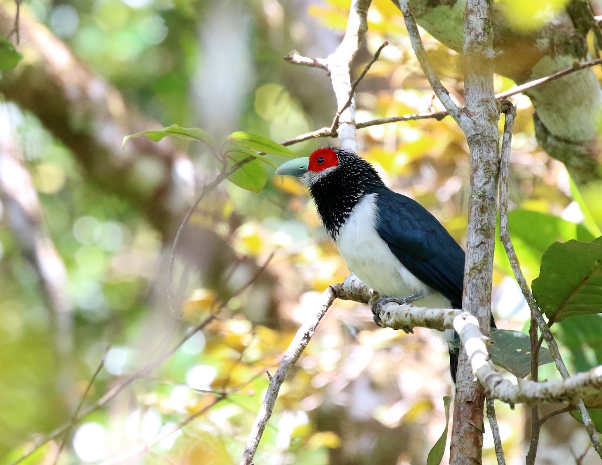 Red-faced Malkoha - ML475452671