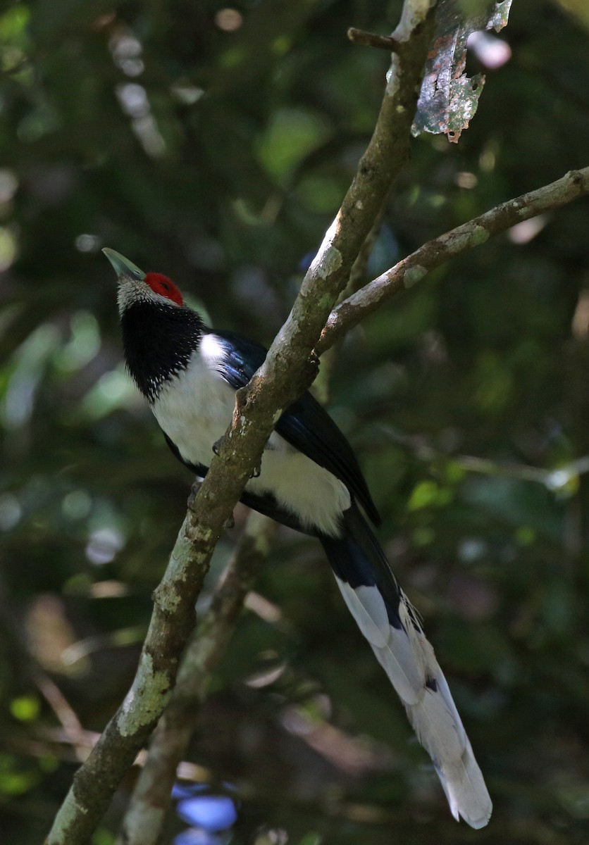 Red-faced Malkoha - ML475452691