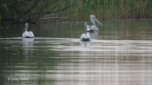 pelikán kadeřavý - ML475453251