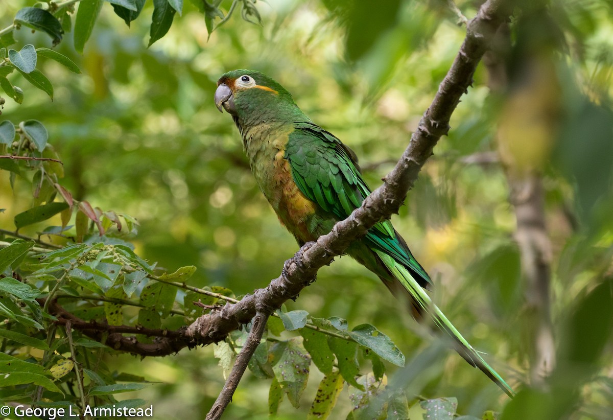 Golden-plumed Parakeet - George Armistead | Hillstar Nature