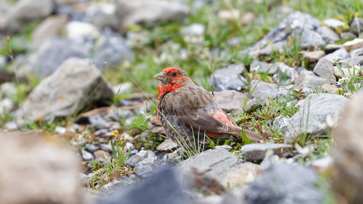 Red-fronted Rosefinch - Mengshuai Ge