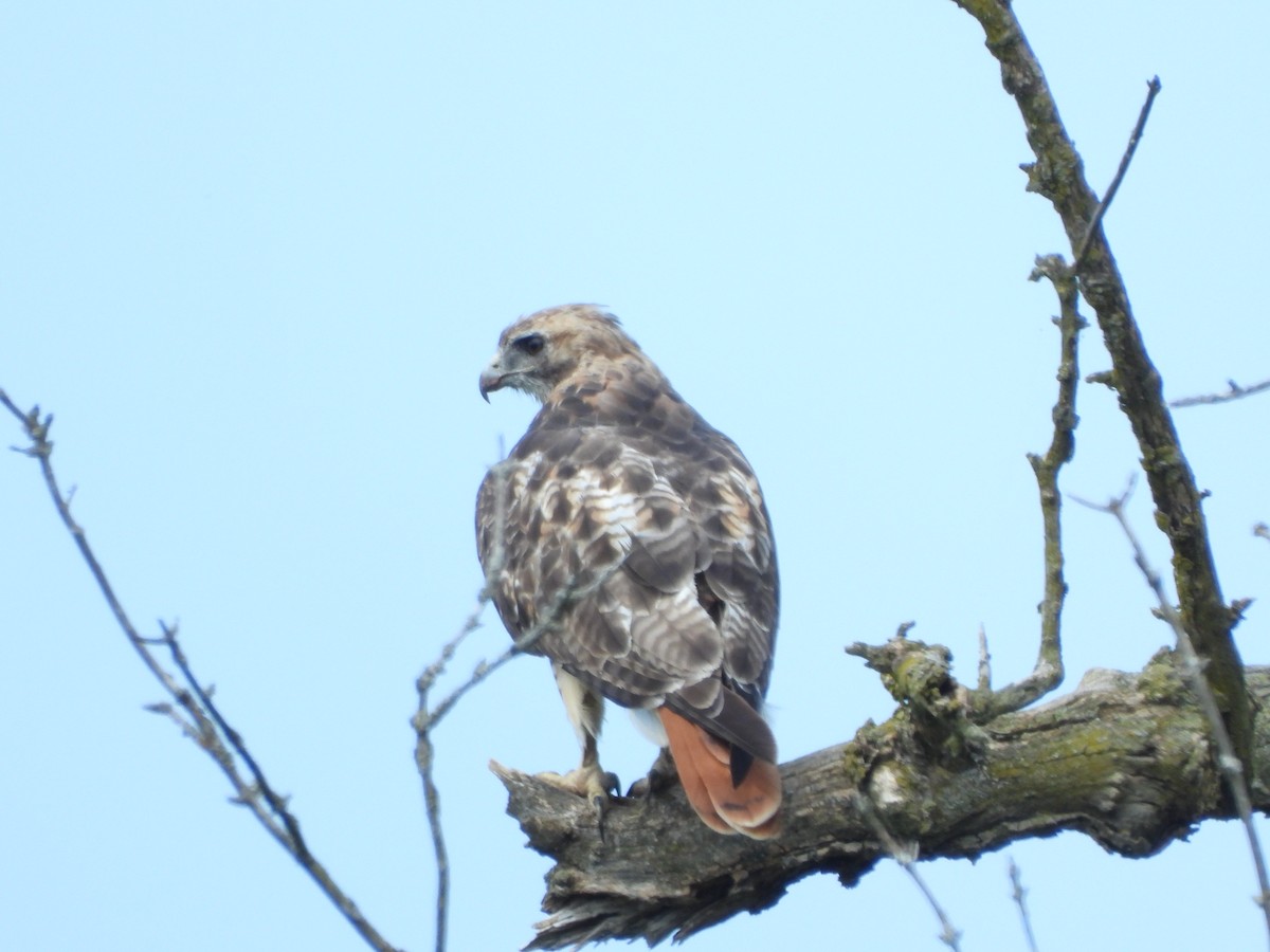 Red-tailed Hawk - ML475467071