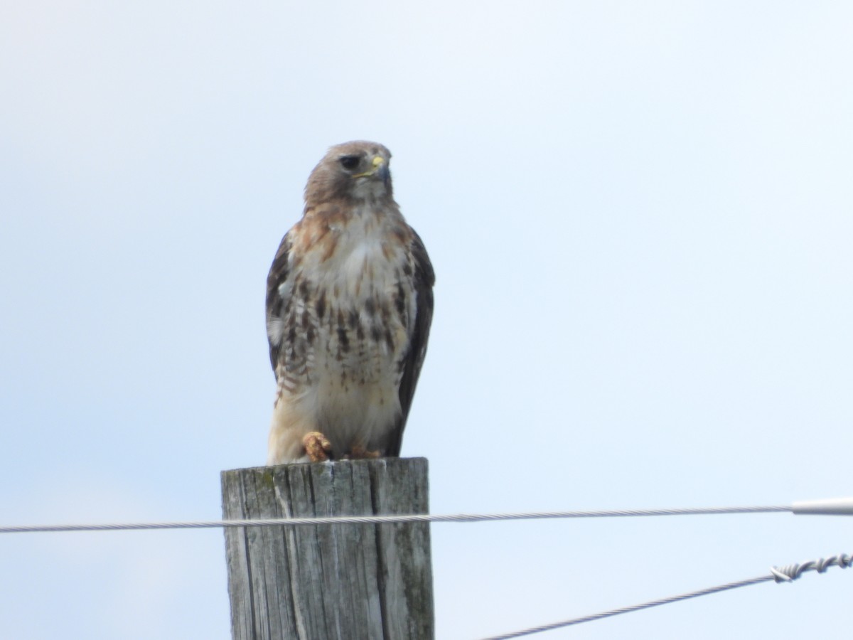 Red-tailed Hawk - ML475467141