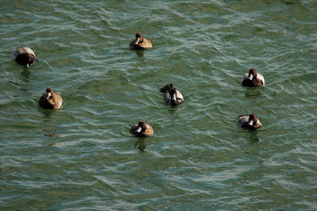 Greater Scaup - ML47546961