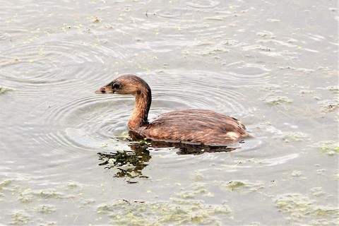 Pied-billed Grebe - Karen Thompson
