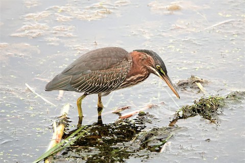 Green Heron - Karen Thompson