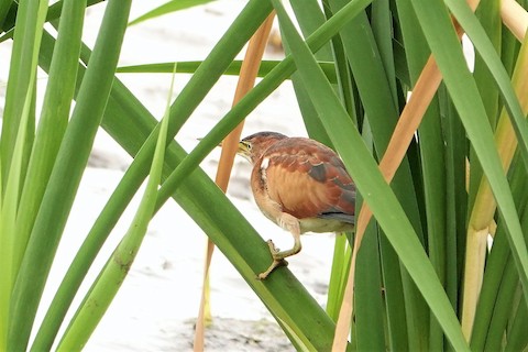 Least Bittern - Karen Thompson