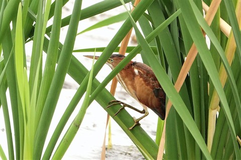 Least Bittern - Karen Thompson
