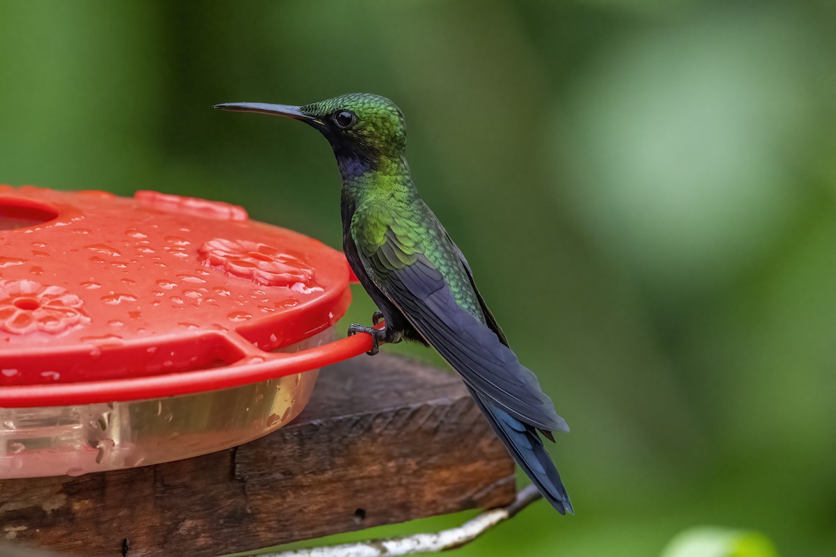 kolibřík zelenoprsý - ML475478181