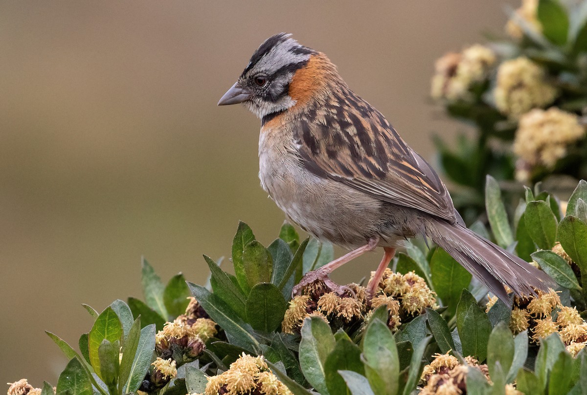 Rufous-collared Sparrow - George Armistead | Hillstar Nature