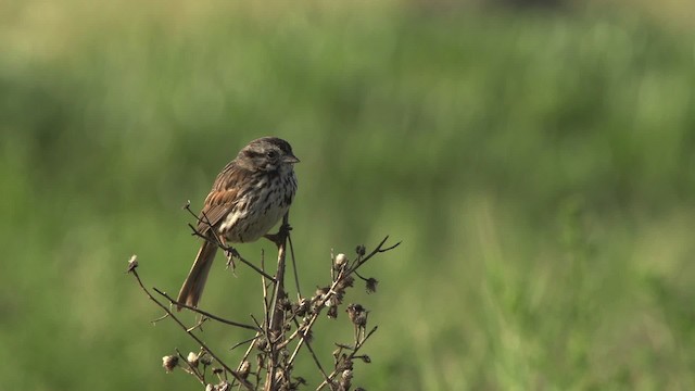 Song Sparrow - ML475484