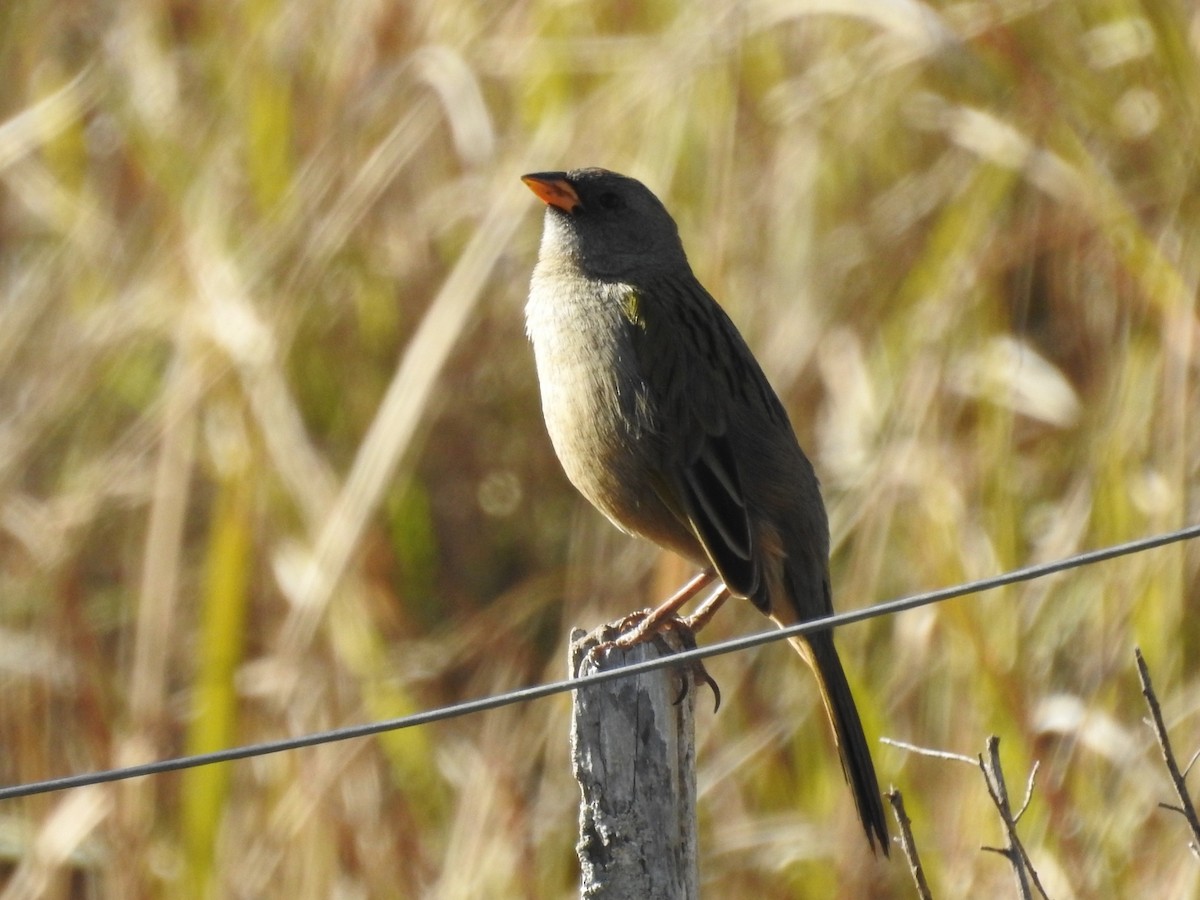 Great Pampa-Finch - Norma Medel