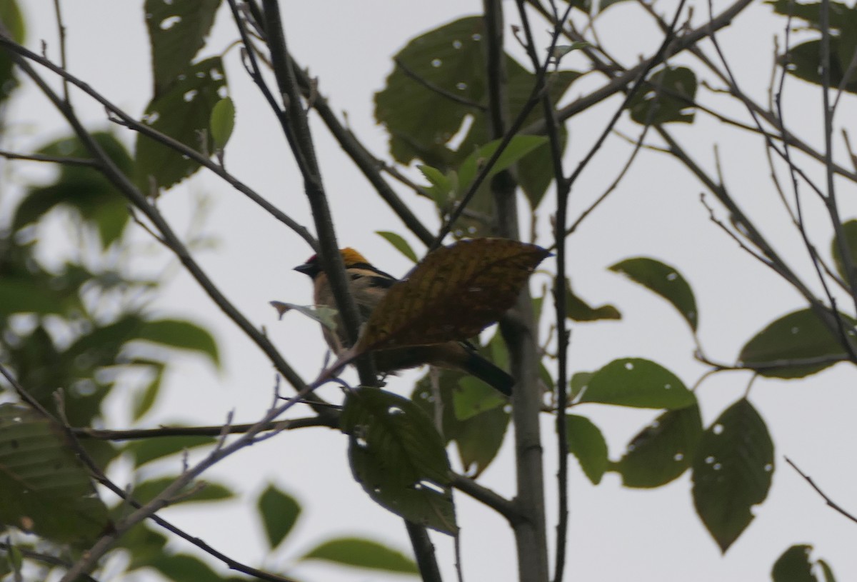 Flame-faced Tanager - ML475485721