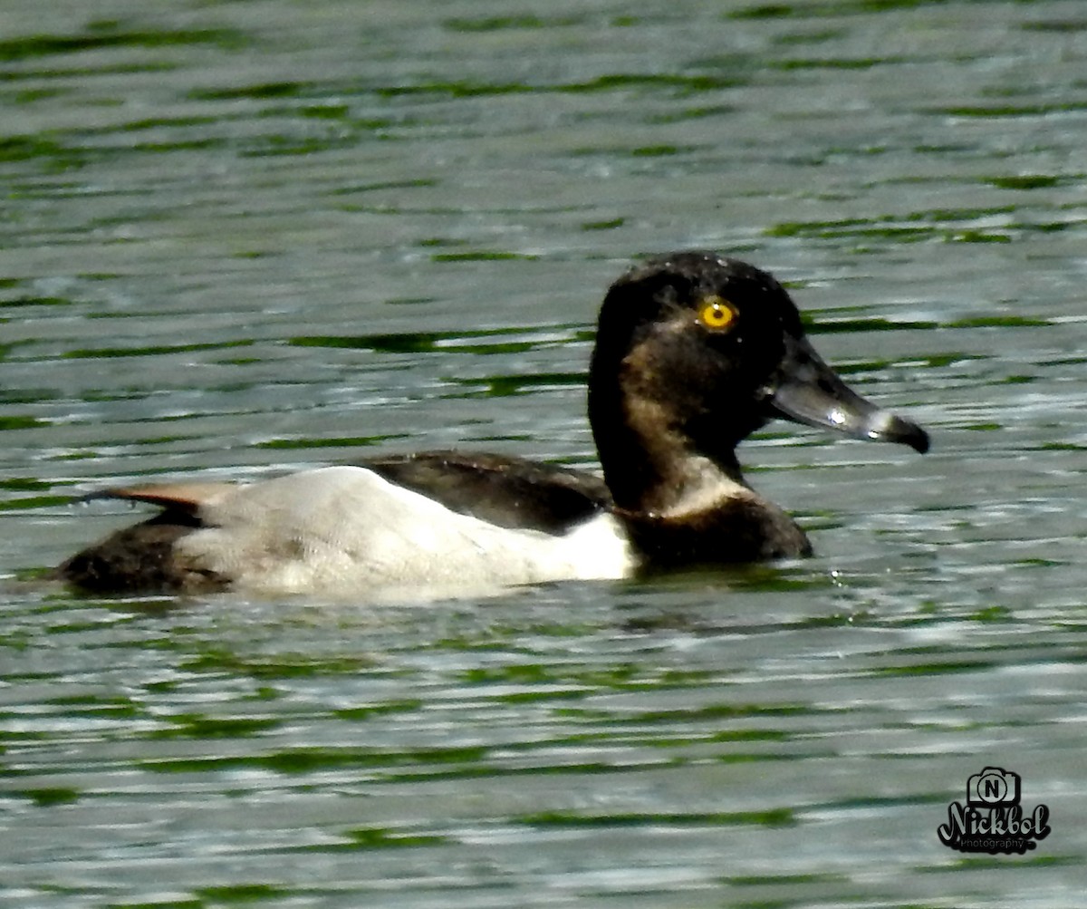 Ring-necked Duck - ML475485851